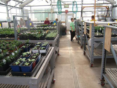 Greenhouse photo